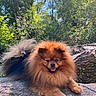 dog, pomeranian, fluffy, outdoor, forest, rock, sunlight, greenery, happy, pet, animal, nature, tongue_out, fur, canine, smiling, tree, leaf, daytime, cute