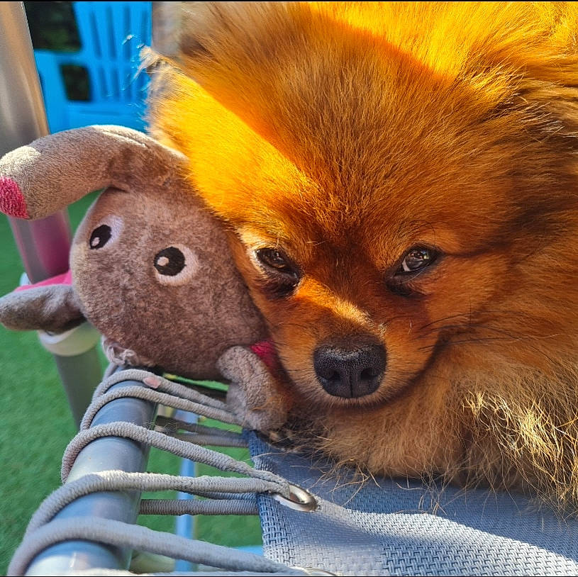 Joy participe au concours pour gagner de l'argent avec cette photo : canidae, carnivore, companion_dog, dog, dog_breed, dog_supply, fawn, fur, german_spitz, german_spitz_mittel, smile, snout, spitz, sporting_group, stuffed_toy, terrestrial_animal, toy, toy_dog, whiskers, working_animal