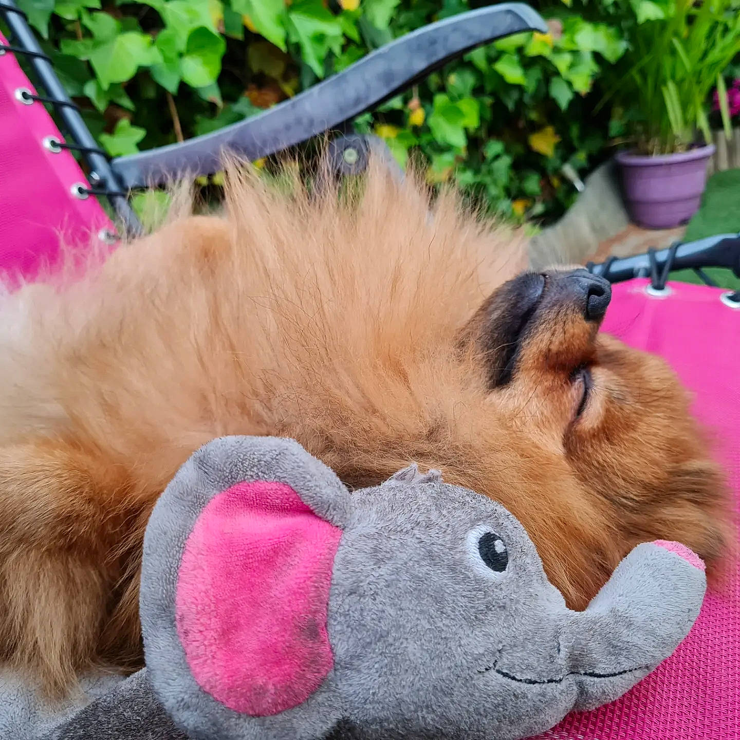 Joy participe au concours pour gagner de l'argent avec cette photo : canidae, carnivore, comfort, companion_dog, dog_breed, dog_supply, fawn, felidae, flowerpot, fur, houseplant, liver, paw, plant, plush, snout, stuffed_toy, tail, toy, whiskers