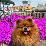 Joy participe au concours pour gagner de l'argent avec cette photo : dog, pomeranian, fluffy, happy, flowers, purple_flowers, outdoor, nature, fence, town, buildings, sky, sidewalk, pet, canine, cute, tongue_out, daytime, leash, closeup