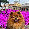 dog, pomeranian, fluffy, happy, flowers, purple_flowers, outdoor, nature, fence, town, buildings, sky, sidewalk, pet, canine, cute, tongue_out, daytime, leash, closeup