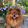 Joy a rejoint le concours — aidez-le/la à gagner de superbes lots ! dog, pomeranian, fluffy, tongue_out, happy, outdoor, flowers, purple_flowers, greenery, garden, sunlight, blue_sky, pet, small_dog, cute, animal, nature, smiling, portrait, fur