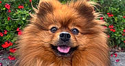 Joy a rejoint le concours — aidez-le/la à gagner de superbes lots ! animal, cute, dog, flower, fluffy, fur, garden, greenery, happy, leash, nature, outdoor, pet, pomeranian, portrait, red_flower, small_dog, smiling, sunlight, tongue_out