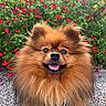 dog, pomeranian, fluffy, smiling, pet, outdoor, flower, red_flower, greenery, nature, garden, cute, animal, fur, happy, tongue_out, small_dog, portrait, sunlight, leash