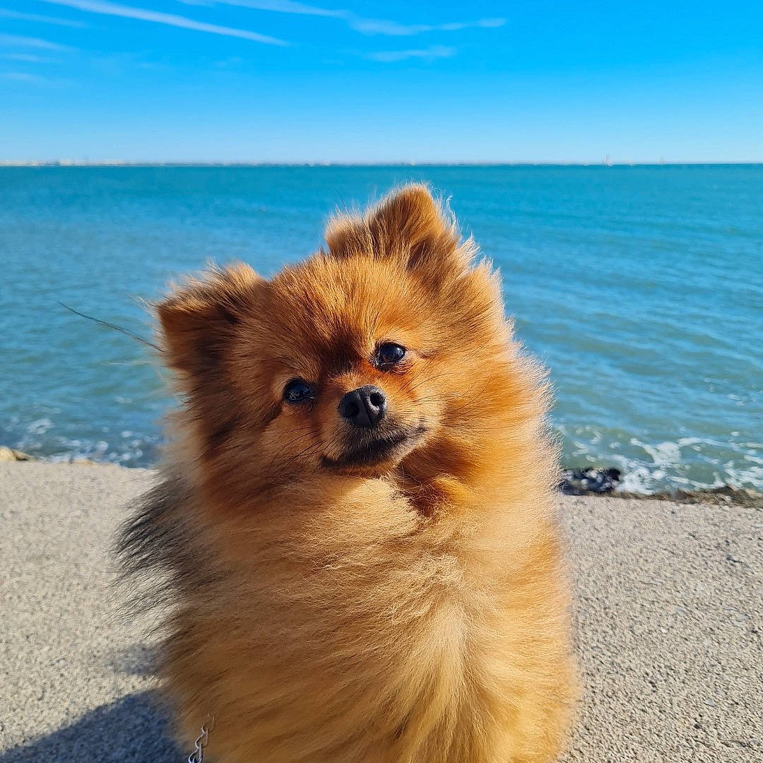 Joy a rejoint le concours — aidez-le/la à gagner de superbes lots ! beach, canidae, carnivore, companion_dog, dog, dog_breed, fawn, fur, german_spitz, german_spitz_klein, german_spitz_mittel, lake, ocean, sky, snout, spitz, sporting_group, toy_dog, water, whiskers
