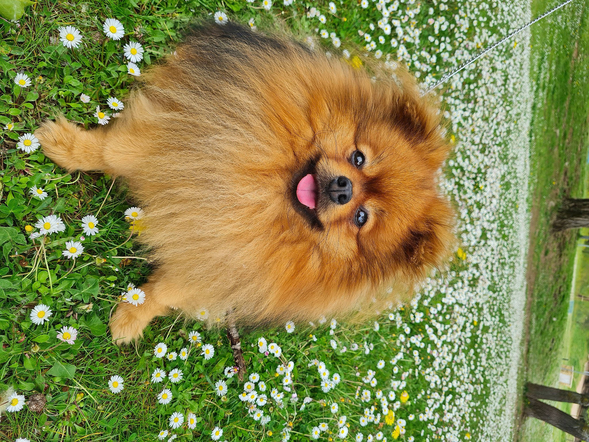 Joy a rejoint le concours — aidez-le/la à gagner de superbes lots ! carnivore, companion_dog, dog, dog_breed, fawn, flower, german_spitz, german_spitz_klein, german_spitz_mittel, grass, green, liver, plant, snout, spitz, terrestrial_animal, toy_dog, volpino_italiano, whiskers, working_animal