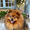Joy a rejoint le concours — aidez-le/la à gagner de superbes lots ! dog, pomeranian, fluffy, tongue_out, pet, garden, flowers, pink_flowers, window, old_house, blue_window_frames, outdoor, nature, greenery, sunlight, happy, cute, animal, portrait, small_dog