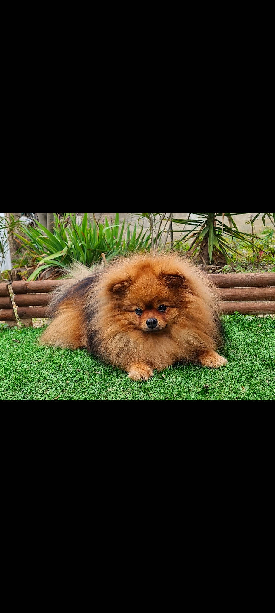 Joy a rejoint le concours — aidez-le/la à gagner de superbes lots ! ancient_dog_breeds, canidae, carnivore, companion_dog, dog, dog_breed, fawn, fur, grass, liver, plant, snout, terrestrial_animal, toy_dog, whiskers, wildlife, wood