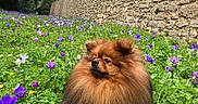Joy participe au concours pour gagner de l'argent avec cette photo : pomeranian, dog, flower, meadow, grass, purple_flower, greenery, stone_wall, trees, outdoor, nature, pet, fluffy, canine, spring, colorful, flora, animal, fur, calm