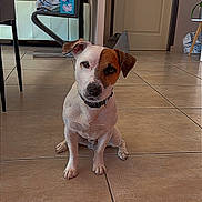 Spyke participe au concours pour gagner de l'argent avec cette photo : dog, pet, indoor, tile_floor, brown_patch, white_dog, sitting, collar, house, room, door, chair, furniture, flooring, domestic, canine, animal, interior, cute, companion