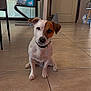 dog, pet, indoor, tile_floor, brown_patch, white_dog, sitting, collar, house, room, door, chair, furniture, flooring, domestic, canine, animal, interior, cute, companion