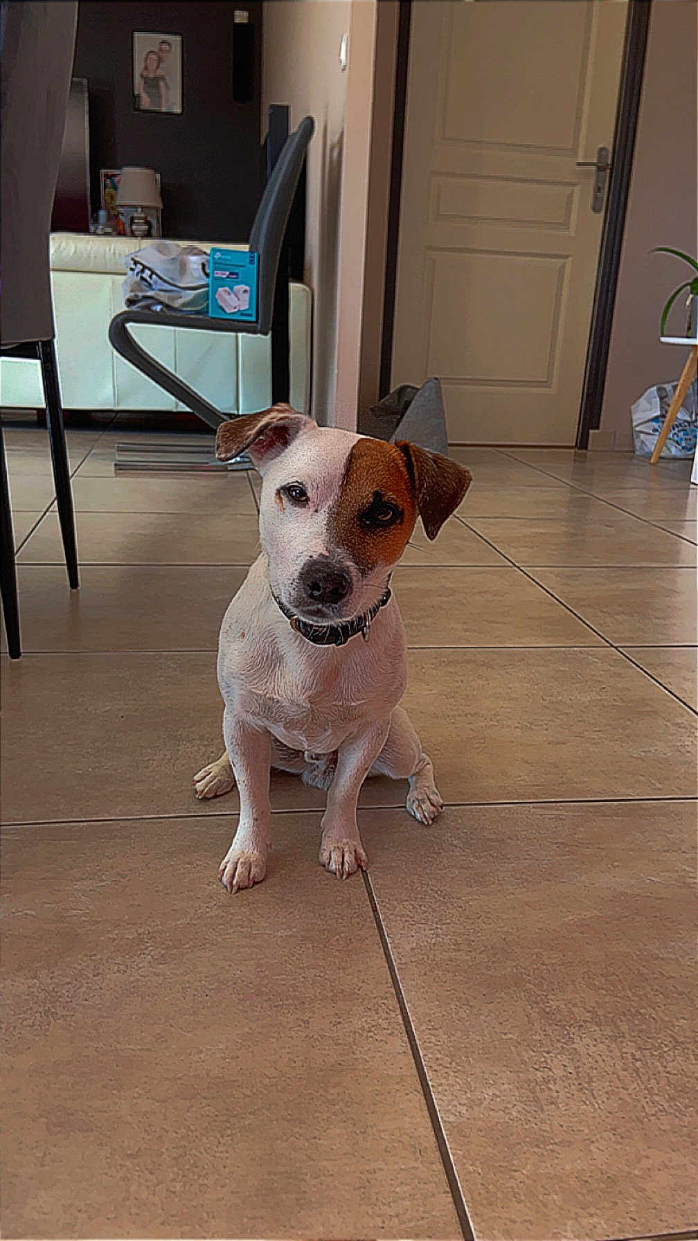 Spyke participe au concours pour gagner de l'argent avec cette photo : dog, pet, indoor, tile_floor, brown_patch, white_dog, sitting, collar, house, room, door, chair, furniture, flooring, domestic, canine, animal, interior, cute, companion