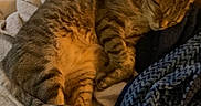 Bobby participe au concours pour gagner de l'argent avec cette photo : blanket, cat, comfort, couch, cozy, cute, domestic_animal, feline, fur, home, indoor, knitted_throw, nap, pet, relaxed, resting, sleeping, striped, tabby, warm_light
