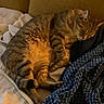 Bobby participe au concours pour gagner de l'argent avec cette photo : cat, tabby, sleeping, cozy, blanket, knitted_throw, indoor, pet, fur, resting, relaxed, warm_light, couch, feline, striped, cute, domestic_animal, comfort, nap, home