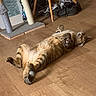 Bobby a rejoint le concours — aidez-le/la à gagner de superbes lots ! cat, tabby_cat, lying_down, relaxed, indoor, wooden_floor, scratching_post, shoes, home, pet, feline, sleeping, cozy, whiskers, paws, fur, domestic_animal, resting, comfortable, floor