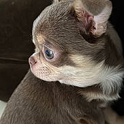 Swany a rejoint le concours — aidez-le/la à gagner de superbes lots ! animal, brown_fur, close_up, companion, couch, curious, cute, dog, ears, eyes, floor, fur, indoor, pet, puppy, side_profile, sitting, small_dog, snack, white_fur