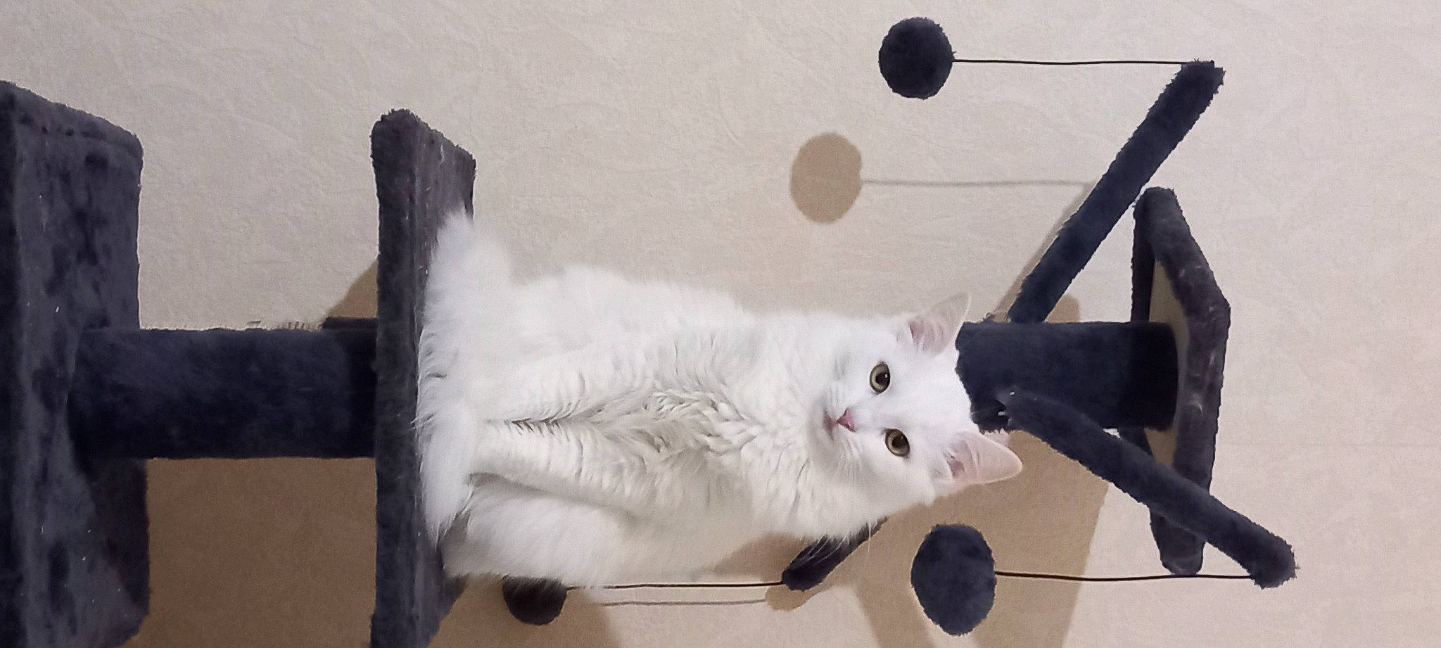 Choupi participe au concours pour gagner de l'argent avec cette photo : art, ball, carnivore, cat, domestic_short_haired_cat, felidae, fur, metal, paw, room, small_to_medium_sized_cats, snout, tail, visual_arts, whiskers, wood