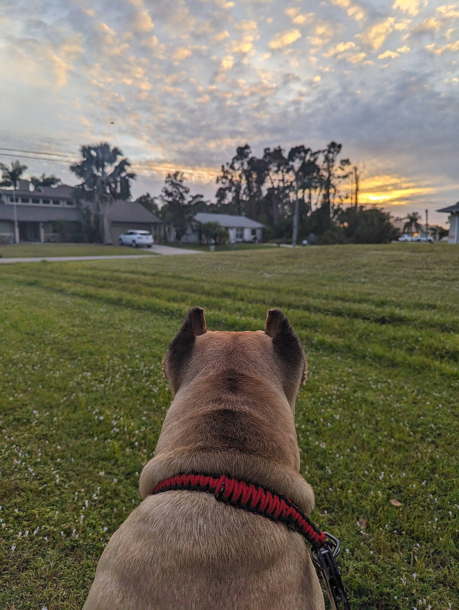 Hurricane is registered to the contest to win money with this photo: carnivore, cloud, dog, dog_breed, fawn, grass, grassland, horizon, landscape, lawn, meadow, pasture, plant, sky, snout, sporting_group, sunlight, tints_and_shades, tree, working_animal
