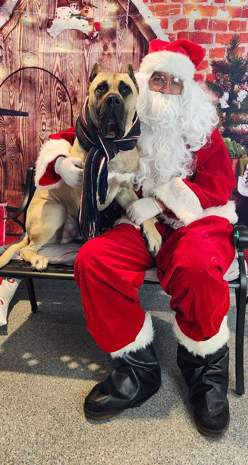 Hurricane joined the competition — help win amazing prizes! beard, boot, carnivore, christmas, christmas_eve, companion_dog, dog, dog_breed, event, facial_hair, fictional_character, fun, fur, hat, holiday, lap, santa_claus, shoe, sitting, tradition