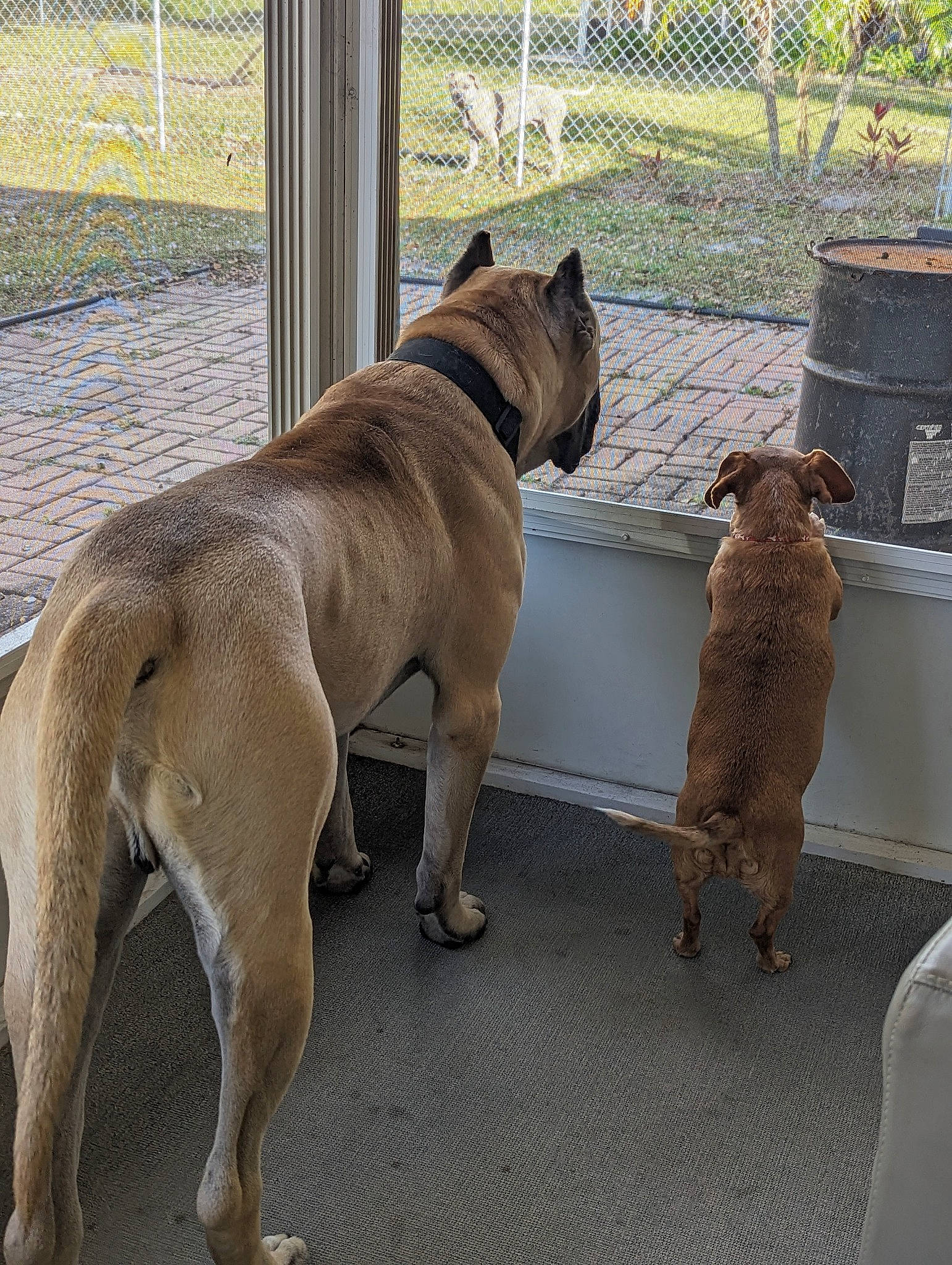 Hurricane joined the competition — help win amazing prizes! canidae, carnivore, collar, companion_dog, dog, dog_breed, dog_collar, dog_supply, fawn, guard_dog, liver, mammal, pet_supply, plant, snout, sporting_group, tail, terrestrial_animal, working_animal, working_dog