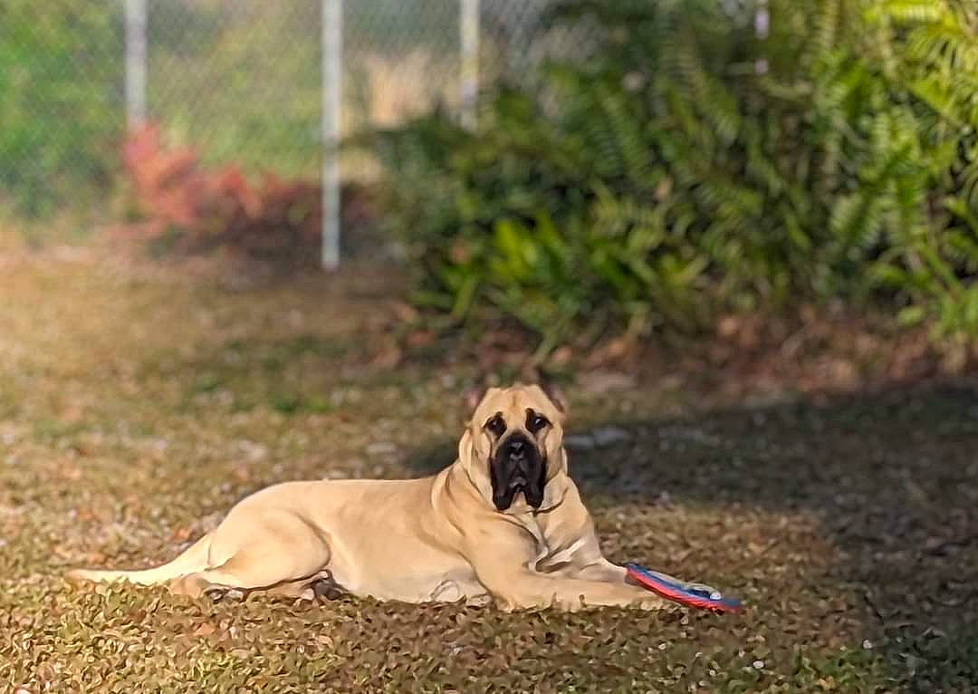 Hurricane joined the competition — help win amazing prizes! carnivore, companion_dog, dog, dog_breed, fawn, grass, landscape, non_sporting_group, plant, snout, soil, sporting_group, terrestrial_animal, wildlife, working_dog, wrinkle