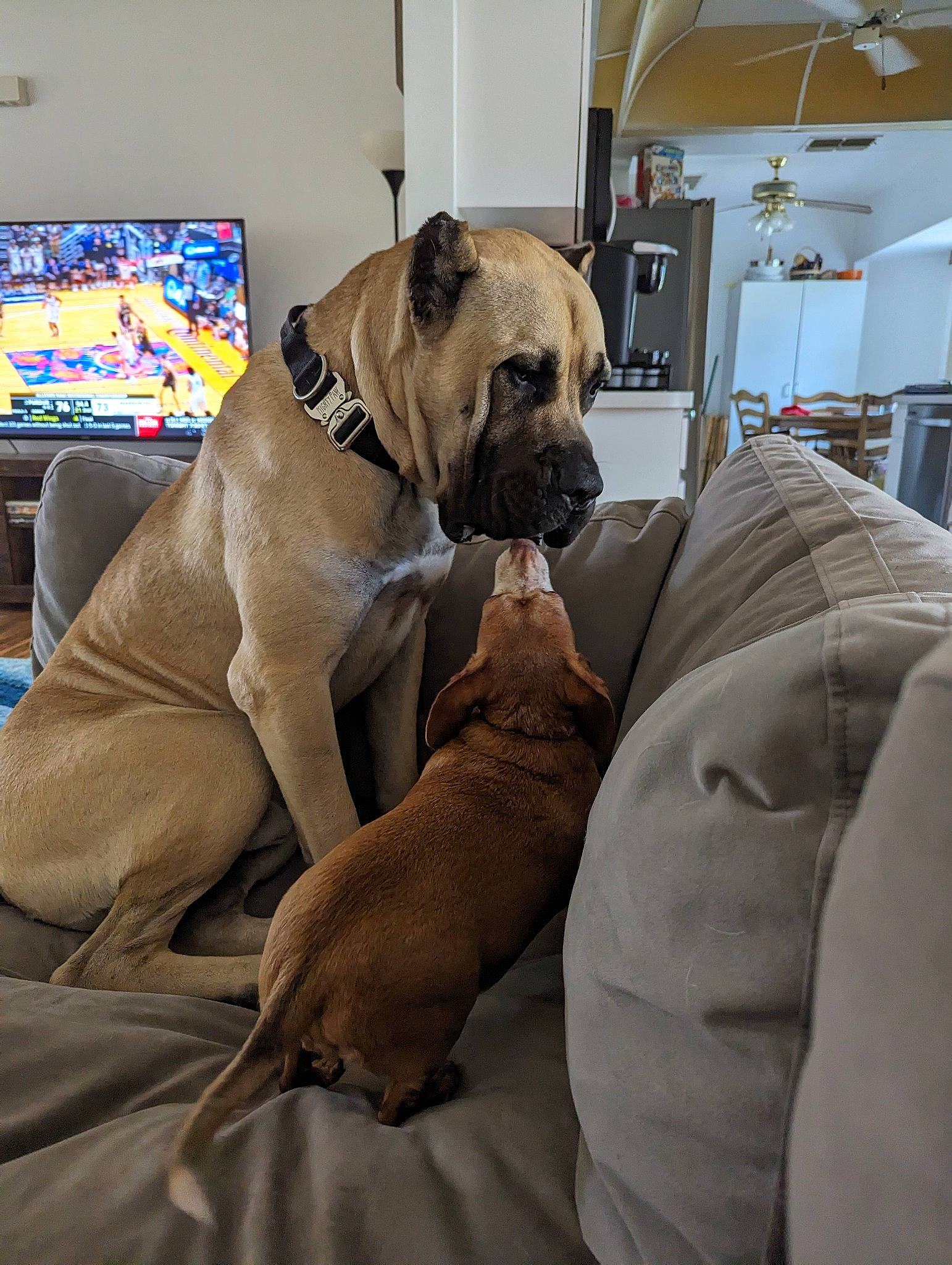 Hurricane is registered to the contest to win money with this photo: canidae, carnivore, collar, comfort, companion_dog, dog, dog_breed, dog_collar, dog_supply, fawn, guard_dog, houseplant, molosser, pet_supply, snout, sporting_group, television, working_animal, working_dog, wrinkle