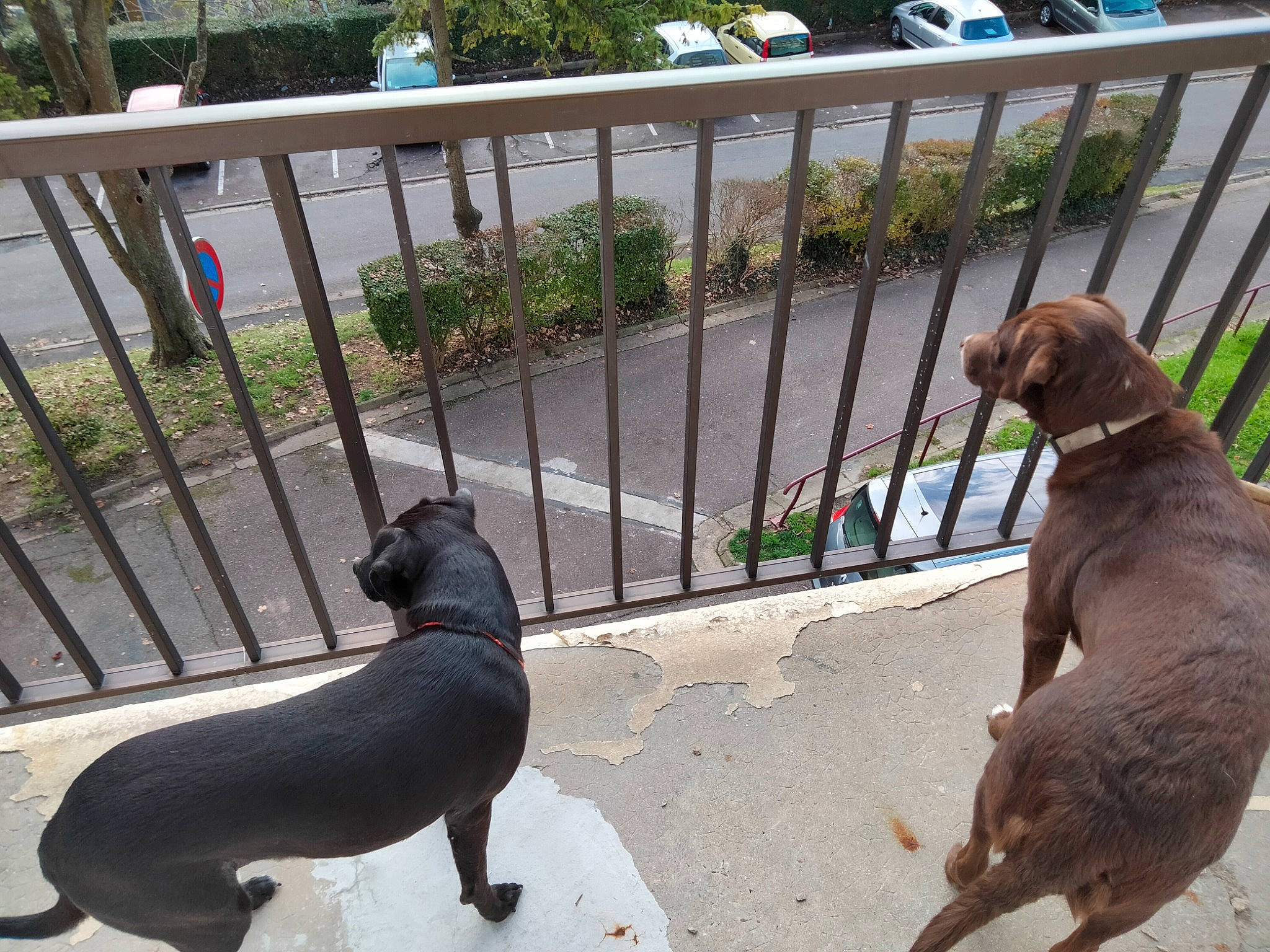 Shosept participe au concours pour gagner de l'argent avec cette photo : canidae, carnivore, collar, companion_dog, dog, dog_breed, dog_collar, dog_supply, fawn, fence, leash, liver, metal, pet_supply, plant, sidewalk, snout, sporting_group, tail, working_animal