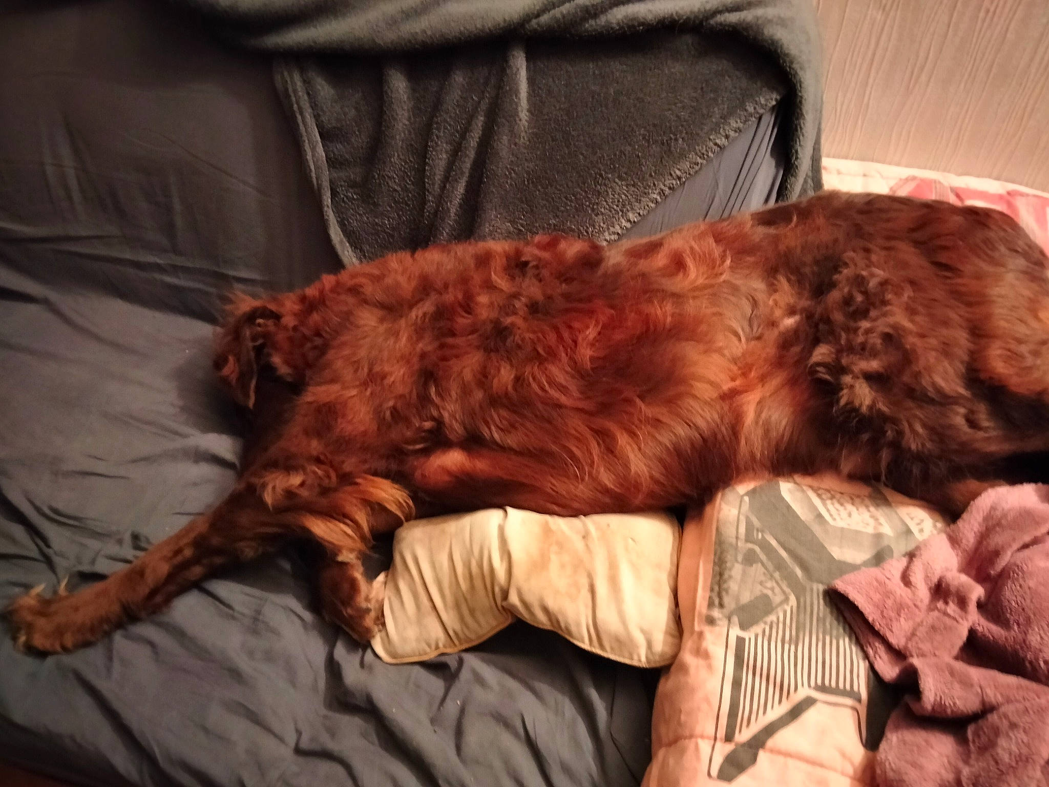 Baloo participe au concours pour gagner de l'argent avec cette photo : bed, canidae, carnivore, claw, comfort, companion_dog, dog, dog_breed, fawn, felidae, fur, linens, liver, nap, small_to_medium_sized_cats, snout, sporting_group, tints_and_shades, wood, working_animal