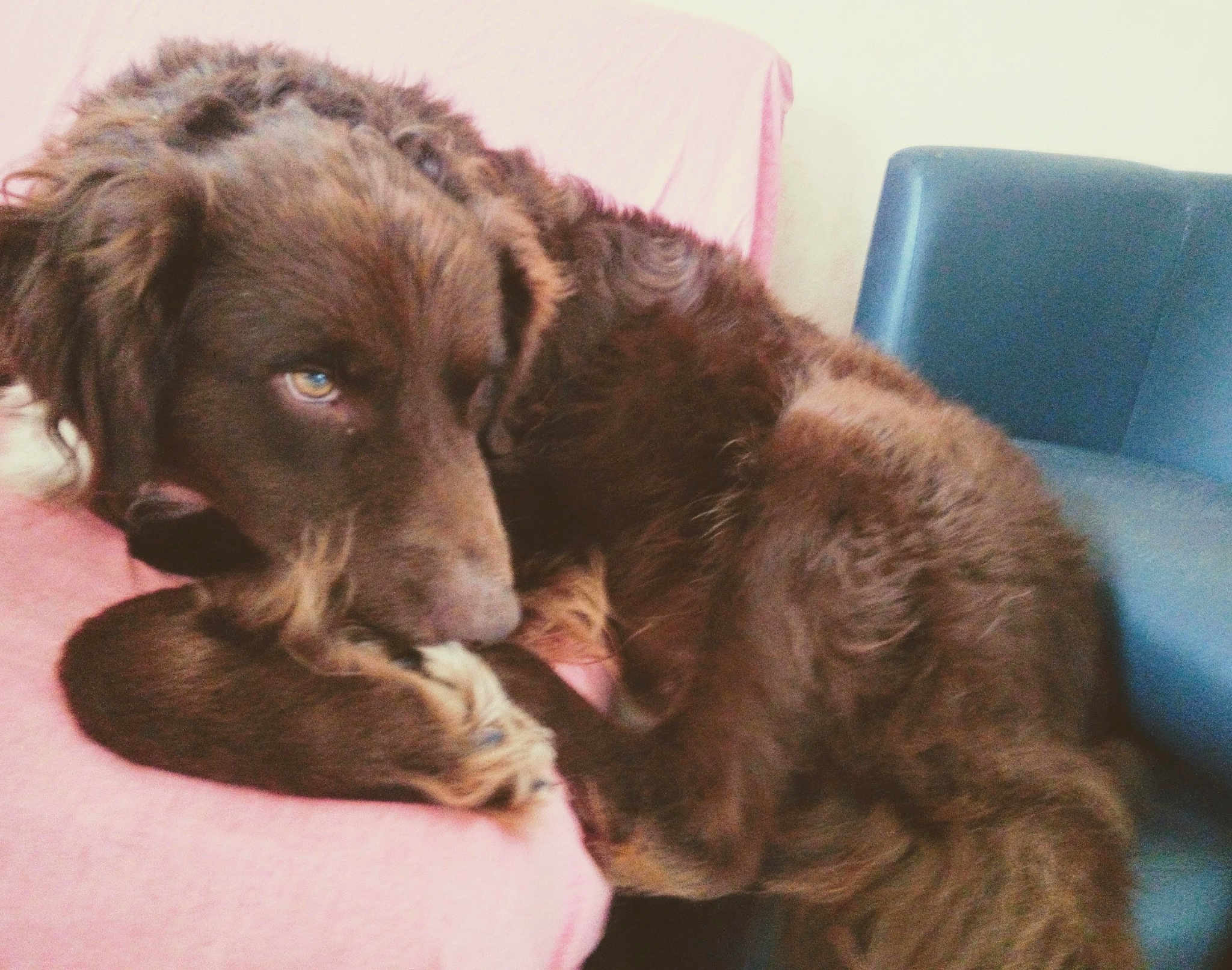 Baloo