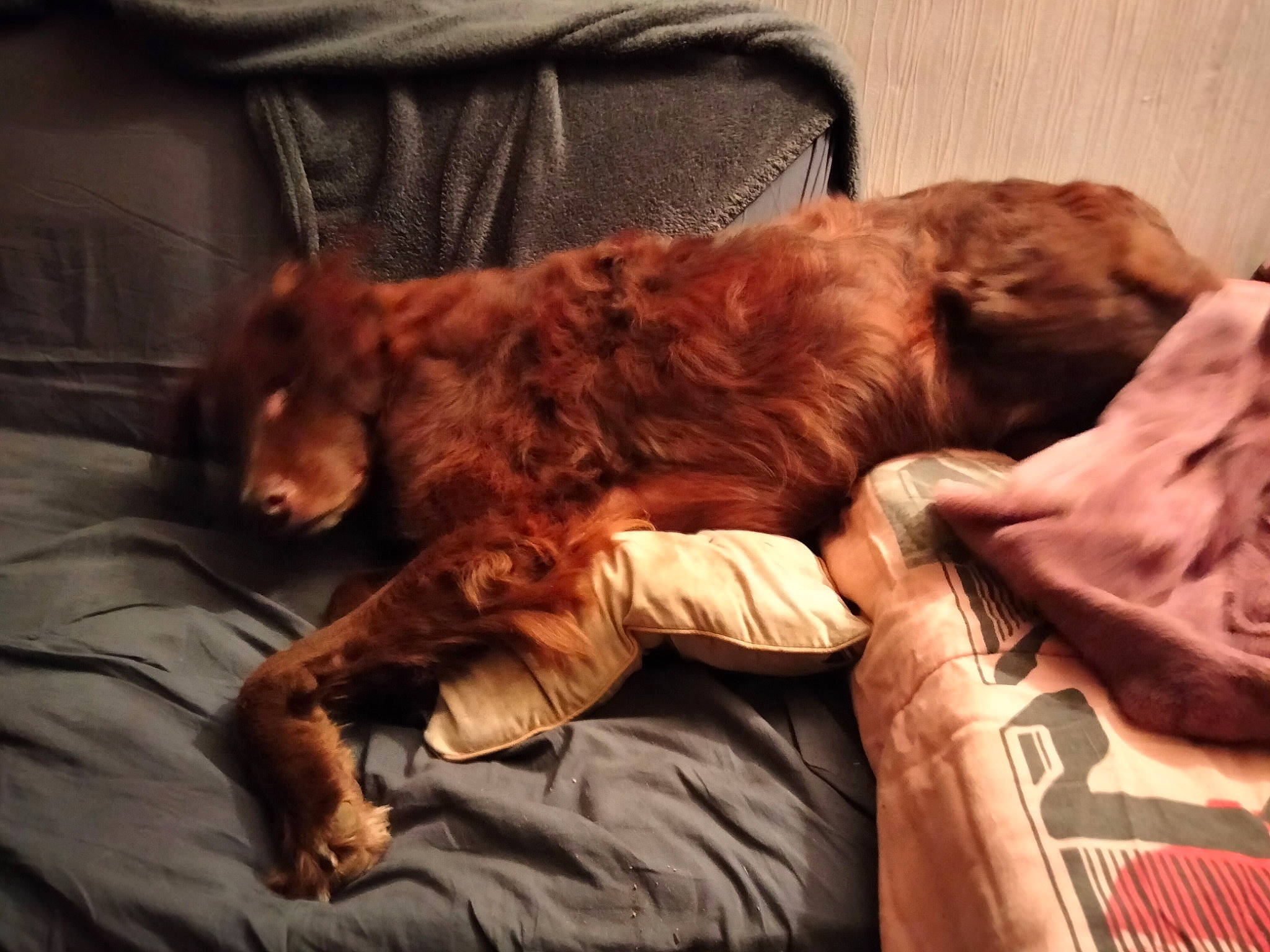 Baloo a rejoint le concours — aidez-le/la à gagner de superbes lots ! bed, canidae, carnivore, comfort, companion_dog, dog, dog_breed, ear, fawn, flesh, fur, lap, liver, nap, room, sleep, snout, sporting_group, wood, working_animal