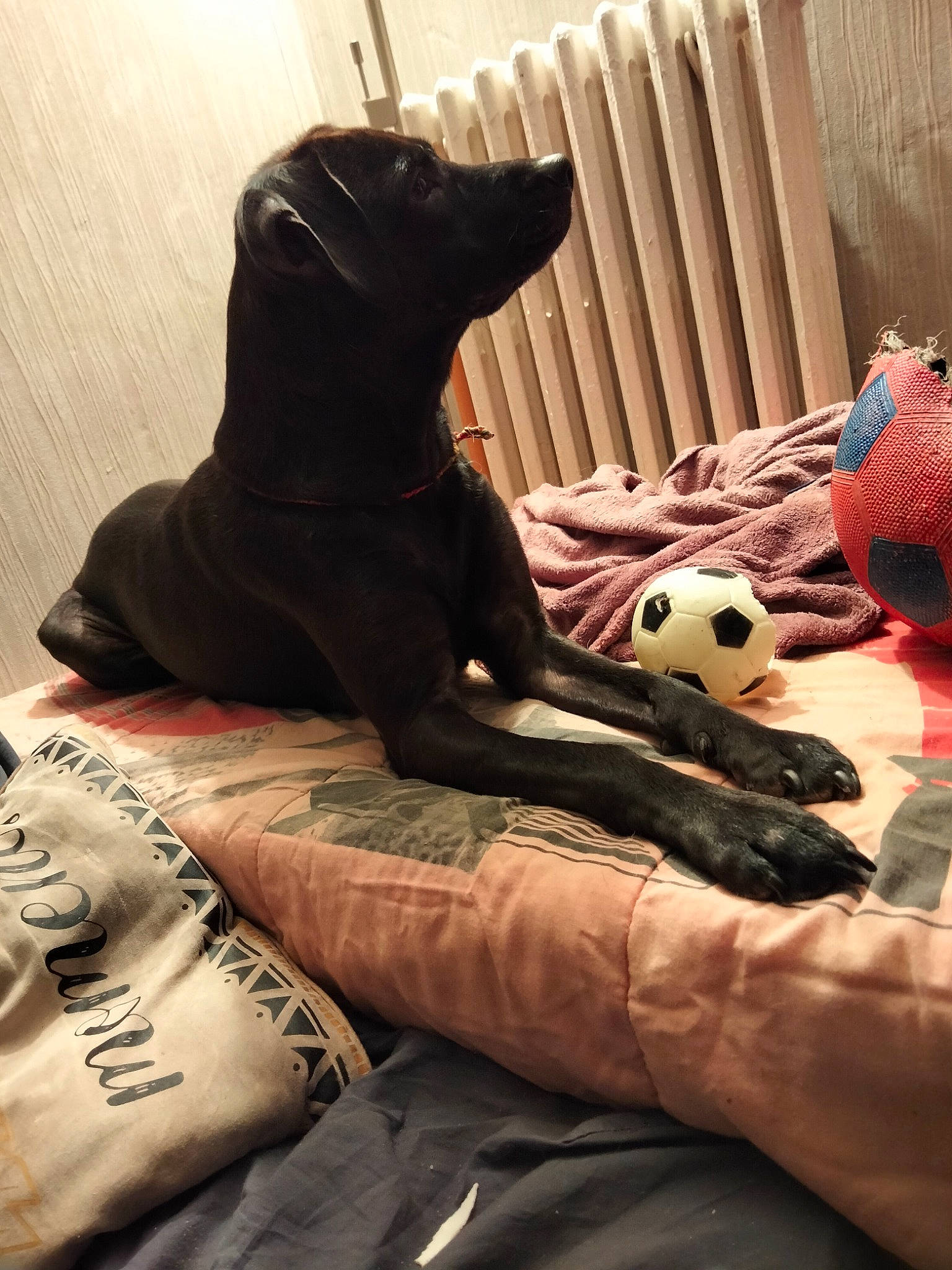 Lana participe au concours pour gagner de l'argent avec cette photo : bed, bed_sheet, bedding, carnivore, comfort, companion_dog, dog, dog_breed, fawn, felidae, grey, human_leg, linens, pillow, room, snout, tints_and_shades, toy, whiskers, wood