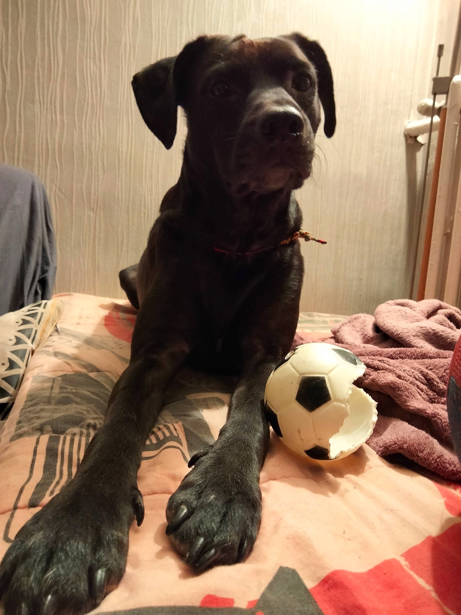 Lana a rejoint le concours — aidez-le/la à gagner de superbes lots ! ball, borador, canidae, carnivore, comfort, companion_dog, dog, dog_breed, fawn, flooring, football, liver, mammal, non_sporting_group, pet_supply, snout, soccer, sporting_group, sports_equipment, working_animal