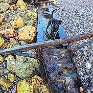 Lana participe au concours pour gagner de l'argent avec cette photo : adventure, animal, black_dog, canine, dog, exploration, green_harness, metal_debris, nature, old_metal, outdoor, pebble_beach, rocks, rust, rusty, shoreline, small_dog, walking, water, wet