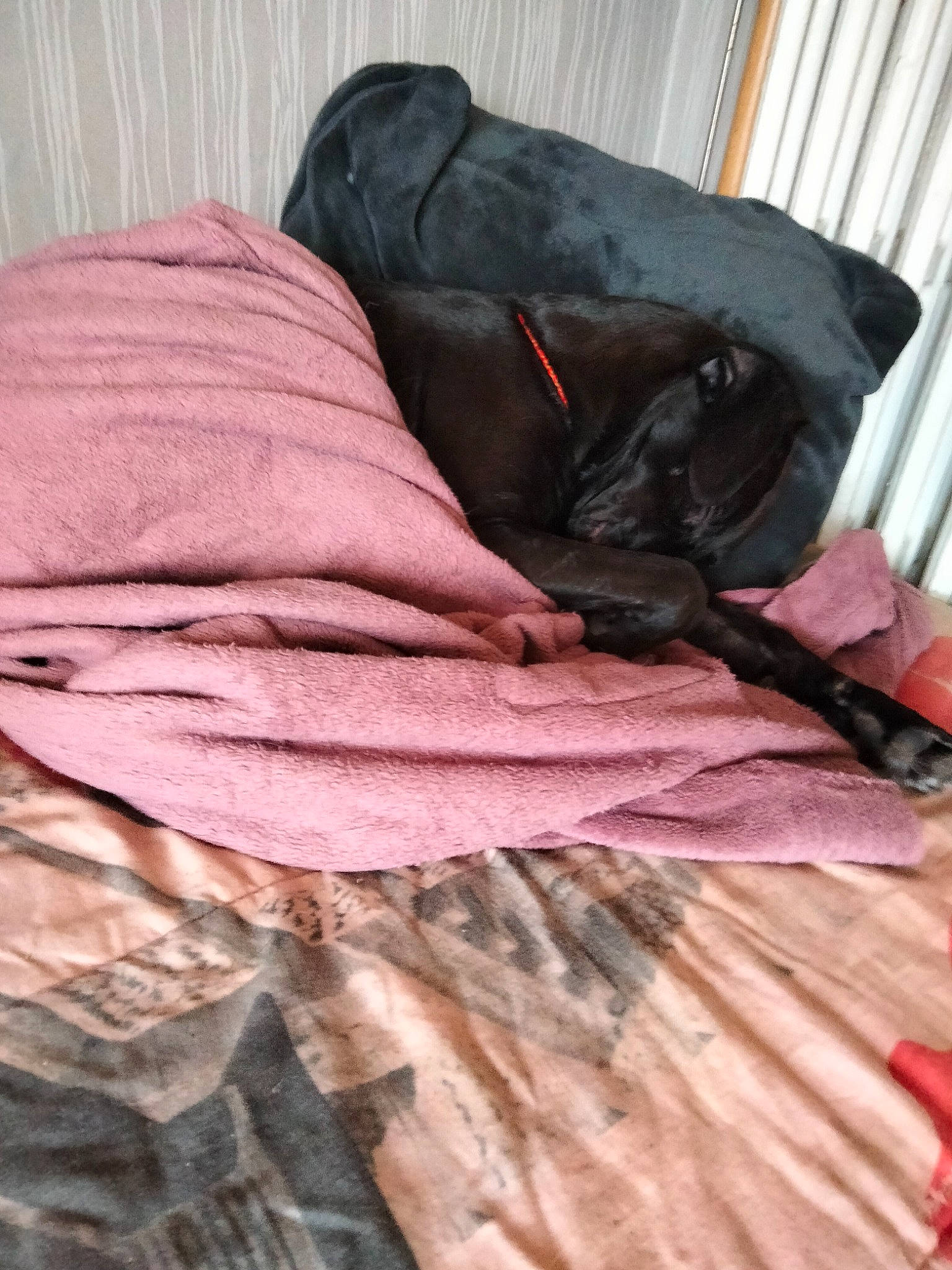 Lana a rejoint le concours — aidez-le/la à gagner de superbes lots ! bag, bedding, bedroom, carmine, carnivore, comfort, companion_dog, dog, dog_breed, fawn, flooring, fur, hardwood, human_leg, linens, liver, magenta, pink, textile, wood