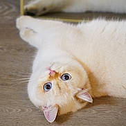 Leche is registered to the contest to win money with this photo: cat, blue_eyes, fluffy, cream_color, pet, indoor, wooden_floor, reflection, mirror, cute, animal, whiskers, ears, lying_down, curious, close_up, domestic_cat, feline, soft_fur, relaxed