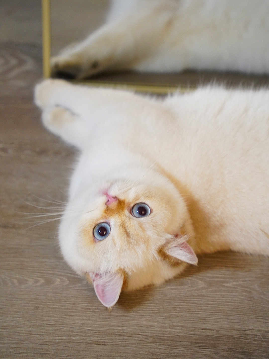 Leche is registered to the contest to win money with this photo: cat, blue_eyes, fluffy, cream_color, pet, indoor, wooden_floor, reflection, mirror, cute, animal, whiskers, ears, lying_down, curious, close_up, domestic_cat, feline, soft_fur, relaxed