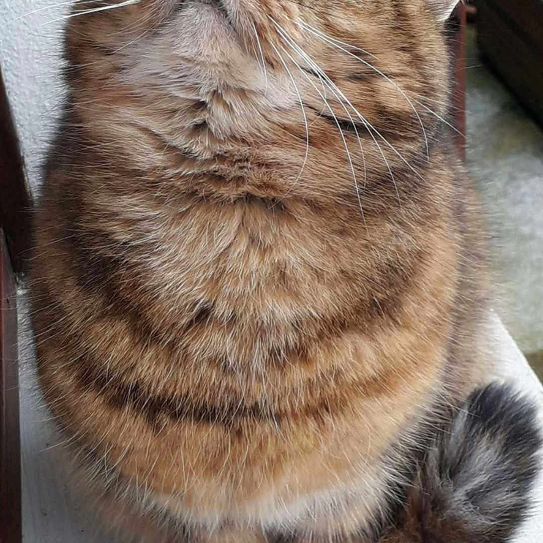 Pirouette