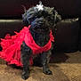 dog, small_dog, black_dog, pet, red_dress, dress, flower_clip, sitting, carpet, couch, indoor, portrait, cute, fur, eyes, social_media_screenshot, facebook_ui, like_button, mobile_screenshot, adorable