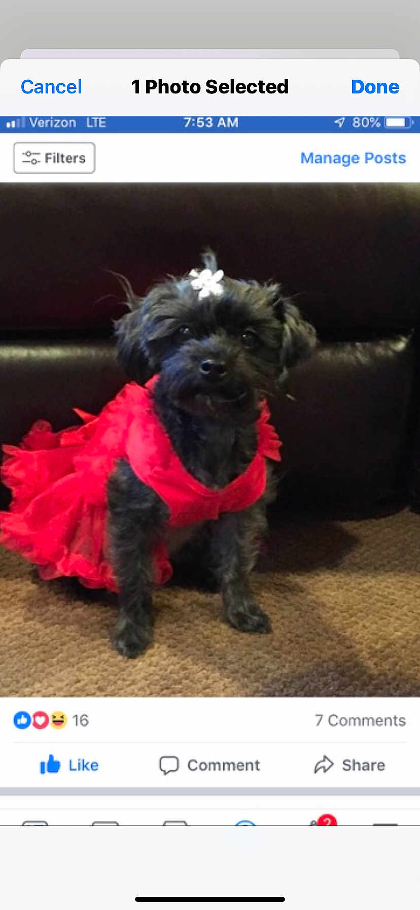 Charlotte Mae joined the competition — help win amazing prizes! dog, small_dog, black_dog, pet, red_dress, dress, flower_clip, sitting, carpet, couch, indoor, portrait, cute, fur, eyes, social_media_screenshot, facebook_ui, like_button, mobile_screenshot, adorable