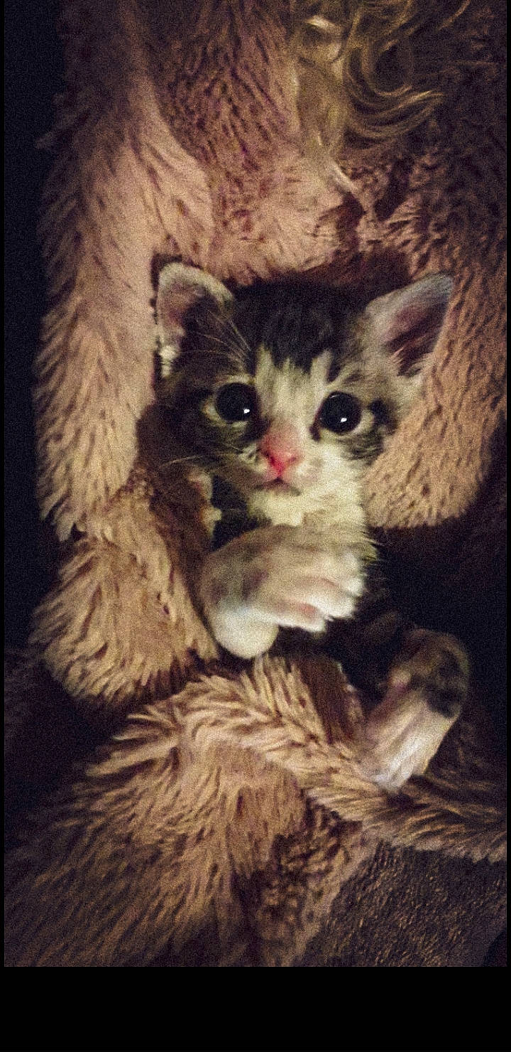 Holy participe au concours pour gagner de l'argent avec cette photo : asian, carnivore, cat, domestic_short_haired_cat, egyptian_mau, european_shorthair, felidae, kitten, polydactyl_cat, small_to_medium_sized_cats, tabby_cat, whiskers