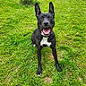 Savana a rejoint le concours — aidez-le/la à gagner de superbes lots ! animal, black_dog, canine, cute, daylight, dog, ears_up, friendly, grass, greenery, happy, nature, outdoor, park, pet, playful, sitting, smiling, tongue_out, white_patch
