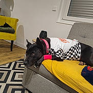 Savana a rejoint le concours — aidez-le/la à gagner de superbes lots ! animal, black_cat, black_dog, cat, chair, checkered_outfit, couch, decor, dog, furniture, indoor, living_room, pet, pink_collar, resting, rug, window, wooden_floor, yellow_blanket, yellow_chair