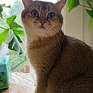 Apple joined the competition — help win amazing prizes! cat, animal, pet, feline, indoor, window, plant, greenery, wooden_table, curious, whiskers, fur, ears, eyes, natural_light, closeup, domestic, sitting, portrait, houseplant