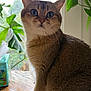 cat, animal, pet, feline, indoor, window, plant, greenery, wooden_table, curious, whiskers, fur, ears, eyes, natural_light, closeup, domestic, sitting, portrait, houseplant