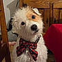 dog, bow_tie, indoor, wooden_chair, tablecloth, curious, head_tilt, fur, pet, animal, decor, brown, white, black, holiday, festive, portrait, cute, closeup, domestic