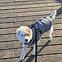 dog, small_dog, white_dog, dog_jacket, leash, wooden_deck, outdoor, pet, canine, fur, walking, curious, standing, daylight, shadow, brown_patch, animal, companion, cute, pet_accessory