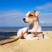 Pixiedream a rejoint le concours — aidez-le/la à gagner de superbes lots ! dog, beach, sand, leash, sunny, sky, water, sea, nature, outdoor, daytime, animal, pet, relaxing, harness, summer, vacation, shoreline, child, play