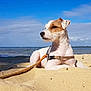 dog, beach, sand, leash, sunny, sky, water, sea, nature, outdoor, daytime, animal, pet, relaxing, harness, summer, vacation, shoreline, child, play