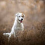dog, white_dog, brown_patch, tongue_out, outdoor, field, grass, blurred_background, happy, pet, animal, nature, fluffy, canine, portrait, sitting, cute, fur, summer, sunlight