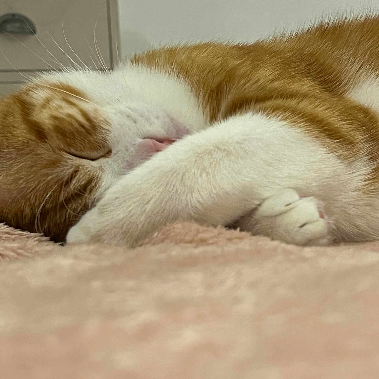 Paprika participe au concours pour gagner de l'argent avec cette photo : animal, cat, close_up, comfortable, cozy, cute, domestic_cat, feline, fur, indoor, napping, orange_and_white, paw, pet, quiet, relaxed, resting, sleeping, soft_texture, whiskers